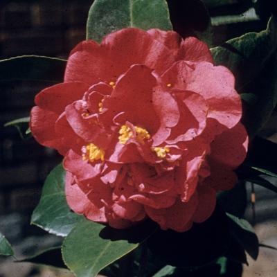 Janie Lee Ott